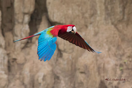 Red & Green Macaw