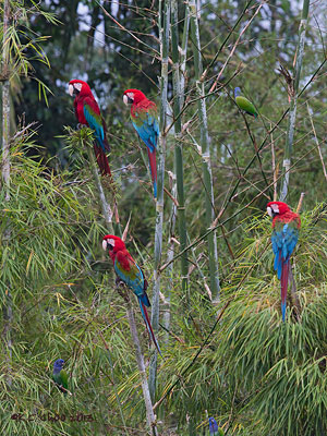 Red & Green Macaw