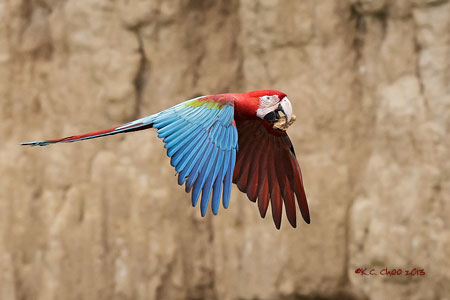 Red & Green Macaw