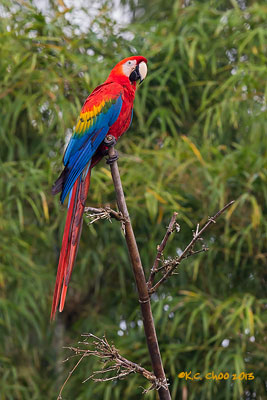 Scarlet Macaw