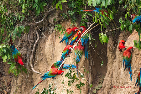 Scarlet Macaw