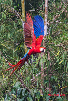 Scarlet Macaw