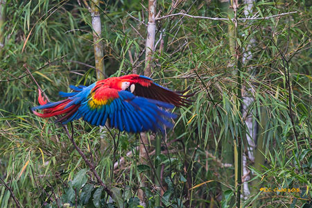 Scarlet Macaw