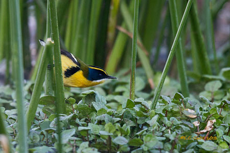 Many-coloured Rush Tyrant