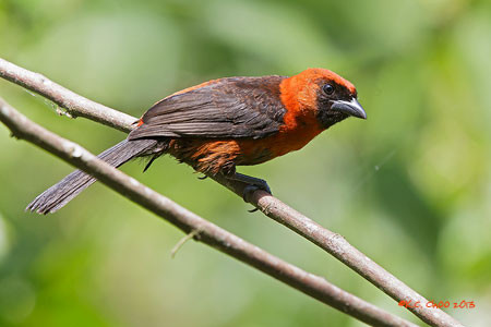 Masked-crimson Tanager