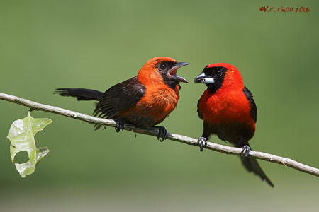 Masked-crimson Tanager