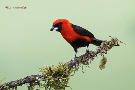 Masked-crimson Tanager