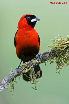 Masked-crimson Tanager