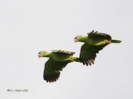 Mealy Amazon Parrot