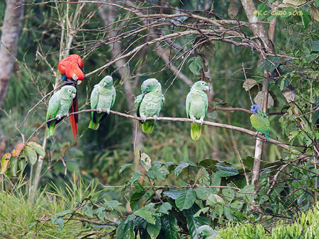 Mealy Amazon Parrot