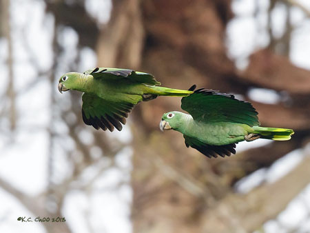 Mealy Amazon Parrot