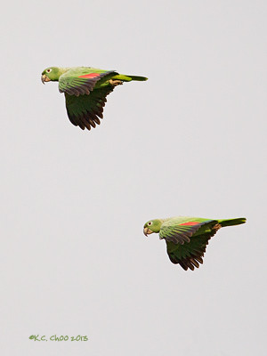 Mealy Amazon Parrot