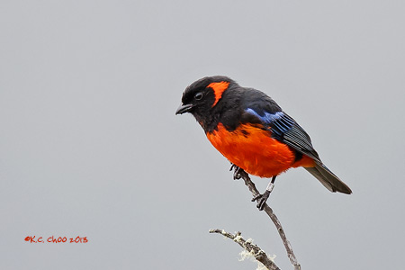 Scarlet-bellied Mountain-Tanager