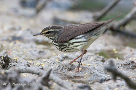 Northern Waterthrush