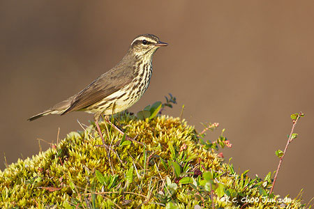 Northern Waterthrush