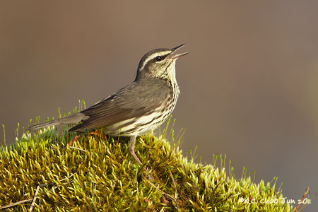 Northern Waterthrush