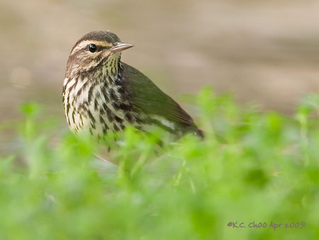 Northern Waterthrush