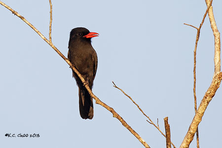 Black-fronted Nunbird
