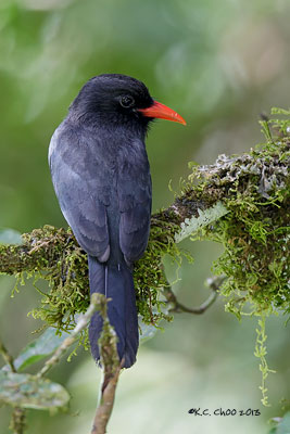 Black-fronted Nunbird