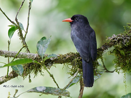 Black-fronted Nunbird