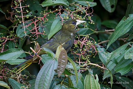 Russet-backed Oropendola
