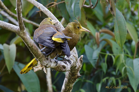 Russet-backed Oropendola