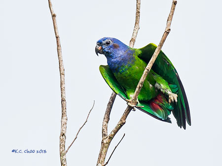 Blue-headed Parrot