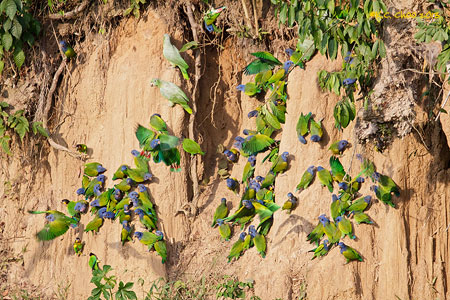 Blue-headed Parrot
