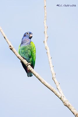 Blue-headed Parrot