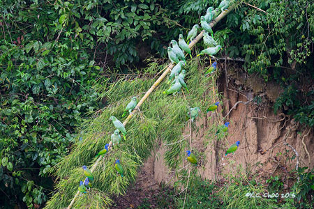 Blue-headed Parrot