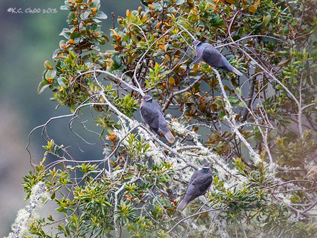 Band-tailed Pigeon