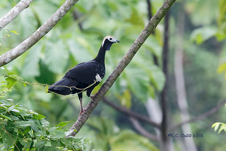 Blue-throated Piping Guan