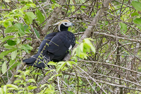 Blue-throated Piping Guan