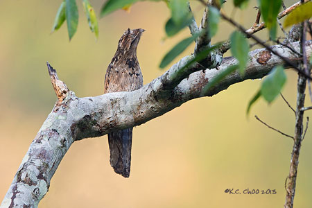 Common Potoo