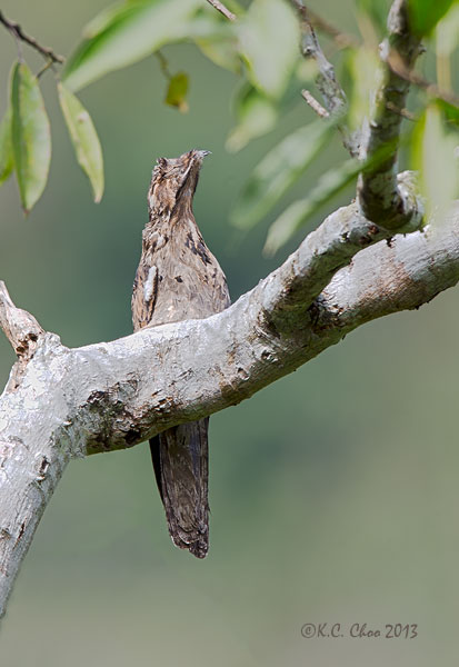 Common Potoo