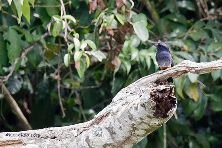 Swallow-winged Puffbird