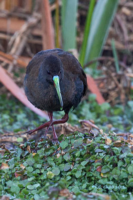 Plumbeous Rail