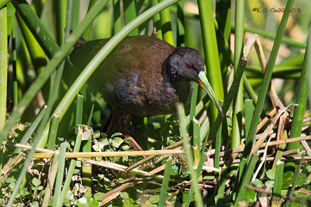 Plumbeous Rail