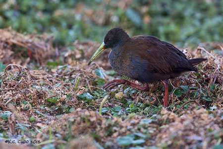 Plumbeous Rail