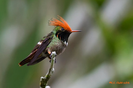 Rufous-crested Coquette