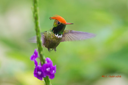 Rufous-crested Coquette