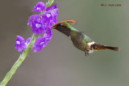 Rufous-crested Coquette