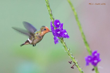 Rufous-crested Coquette