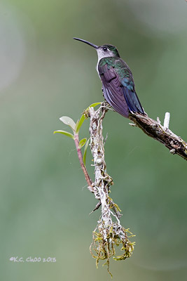 Grey-breasted Sabrewing