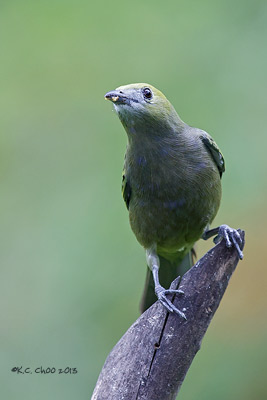 Buff-throated Saltator