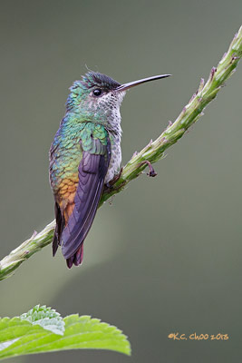 Golden-tailed Sapphire