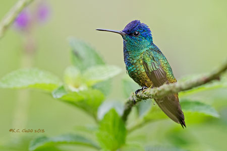 Golden-tailed Sapphire
