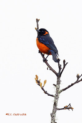 Scarlet-bellied Mountain Tanager