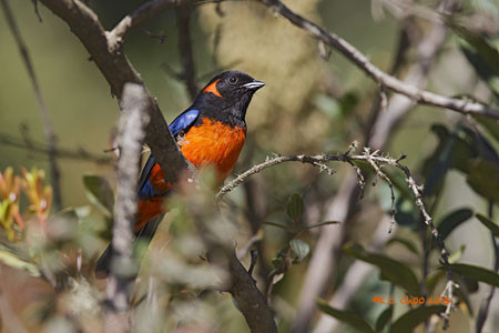 Scarlet-bellied Mountain Tanager