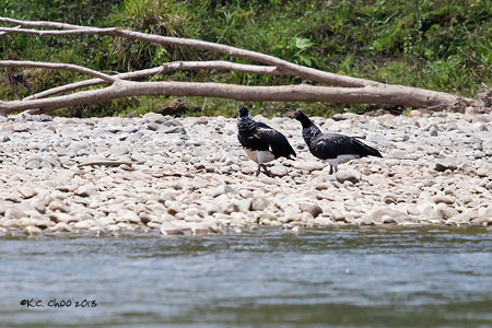 Horned Screamer